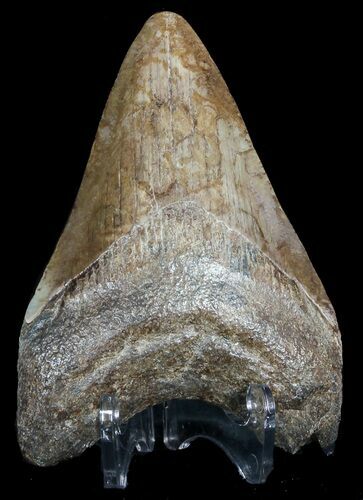 Brown Fossil Megalodon Tooth - Georgia #45997